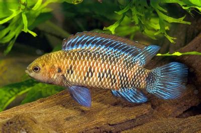 Badis Badis: Full Care Guide, Breeding, Tank Size & Diseases.